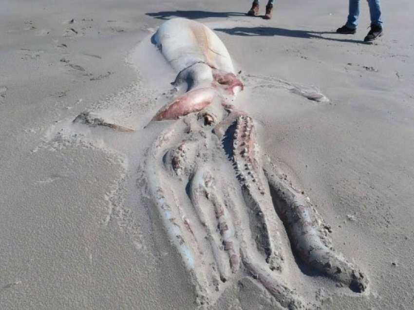 ​Kallamari gjigant me tentakulat gjysmë të ngrëna shfaqet në plazhin e Zelandës së Re