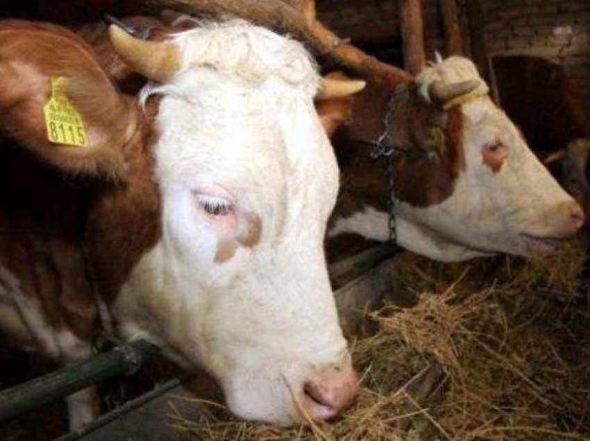 Hajnat vjedhin 5 krerë lopë në një fshat të Pejës në dy raste në ndara, kaq është vlera e dëmit