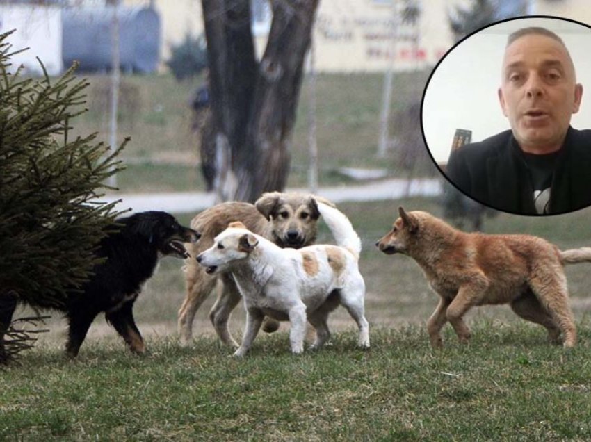 Kandidati për kryetar të Mitrovicës së Veriut: 39 qen kanë ngordhur si pasojë e helmimit nga strukturat paralele, mund të kemi pandemi