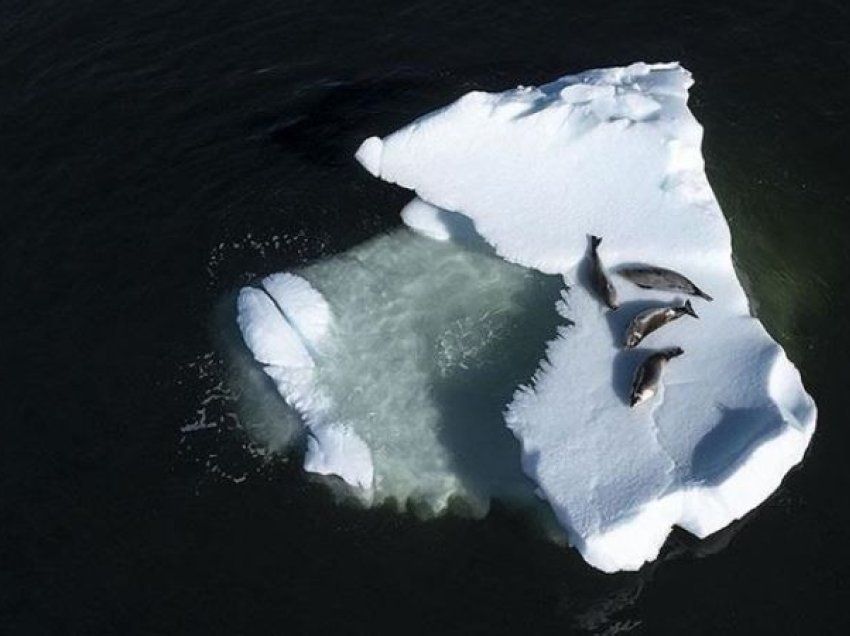 Shtresat e akullit që shkrihen në Antarktik, mund të zhduken më shpejt sesa pritet