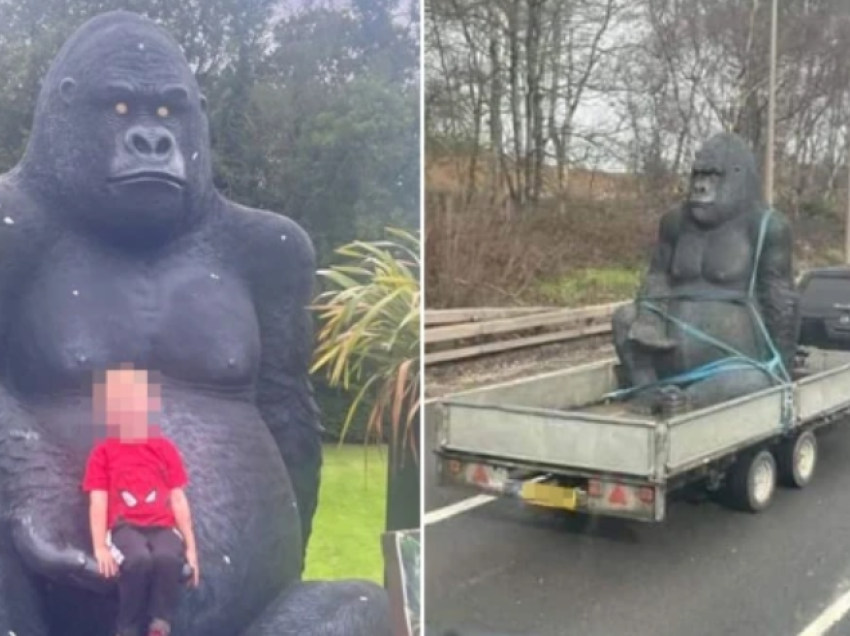 Gorilla vidhet nga kopshtet publike, para se të pikaset në kamionin në autostradë në Skoci