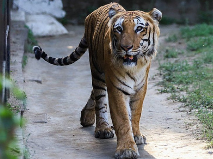 India “shtëpia e tigrit”, shifrat tregojnë rritje të shëndetshme të kafshës ekzotike 