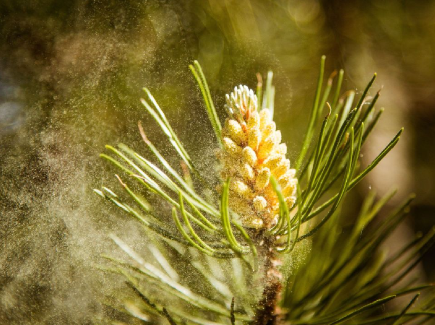 Ndryshimet klimatike, sezoni i polenit mund të jetë më i gjatë dhe më intensiv tek të rriturit