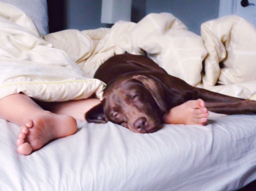 Ekspertët tregojnë sëmundjet që mund t’i merrni nëse ndani shtratin me qenin tuaj
