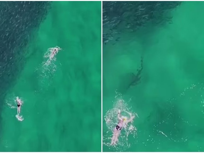 Peshkaqeni ua futi tmerrin dy notarëve në Australi duke notuar vetëm disa metra afër tyre