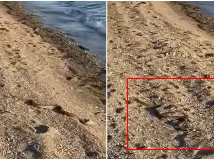 Gjarpri shkakton kaos tek pushuesit në Greqi, vështirë se dallohet nga rëra e plazhit