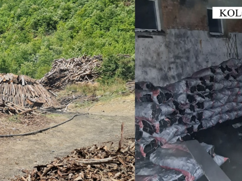 Prodhonte dhe shiste qymyr druri pa leje, nën hetim 56-vjeçari nga Kolonja