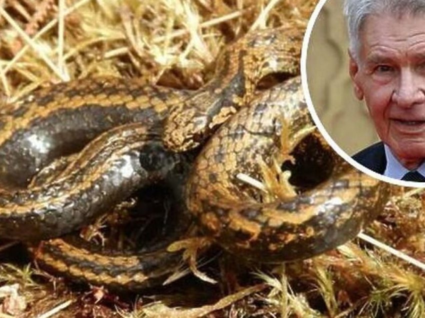 Shkencëtarët emërtojnë speciet e reja të gjarpërinjve sipas Harrison Ford
