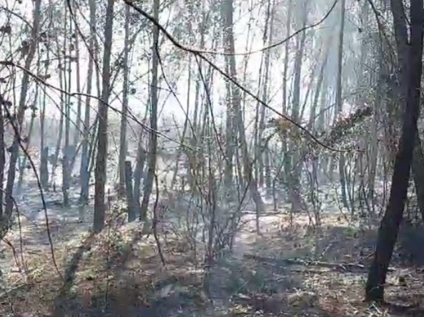 Digjen 8 hektarë pyje, neutralizohet zjarri në Krastë të Krujës