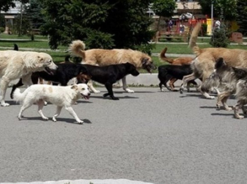 Sot zyrtarizohen adoptimet e para të qenve endacakë në Prishtinë