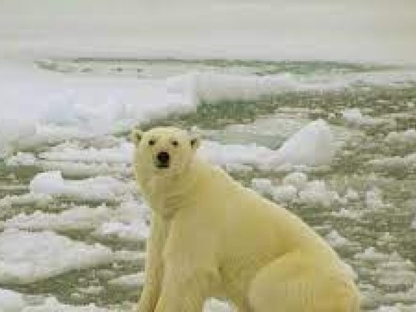 ​Shkrirja e Arktikut po rrezikon ekzistencën e arinjve polarë
