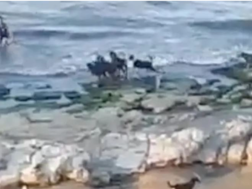 Tufa e qenve të egër ndjek djalin e vogël në një plazh në Rusi, futet në det për shpëtuar