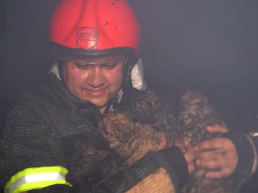 Zjarrfikësit ukrainas shpëtojnë 6 këlyshë nga zjarri që shpërtheu në një restorant