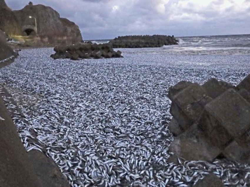 Japoni: Mijëra peshq të ngordhur dalin në mënyrë misterioze në plazh