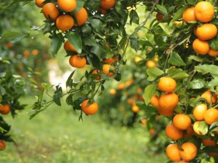 Shqipëria ndër shtatë prodhuesit kryesorë të mandarinave dhe portokajve në Evropë