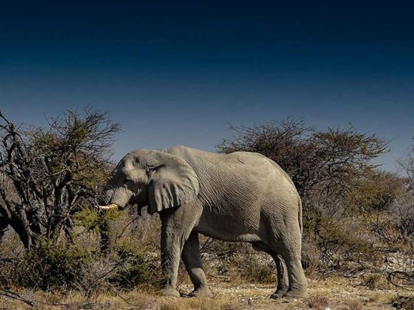 Zimbabve, të paktën 100 elefantë kanë ngordhur për shkak të mungesës së ujit në parkun më të madh kombëtar