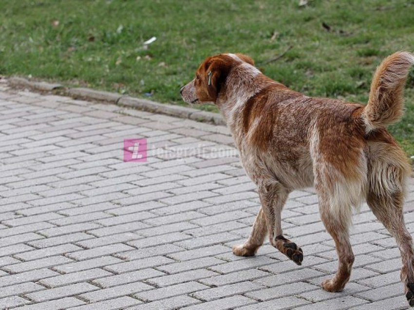 Mucunski: Qytetit të Shkupit dhe “Lajka”-s u japim para, ndërsa ata pa strategji për përballje me qentë endacak