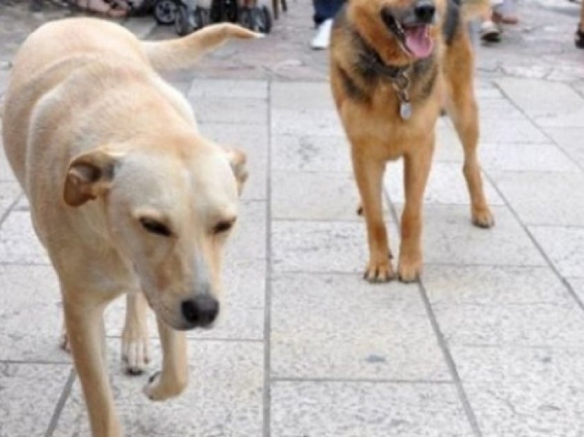 Shkupi ka harxhuar 10 milionë denarë kompensim për kafshimet e qenve endacakë