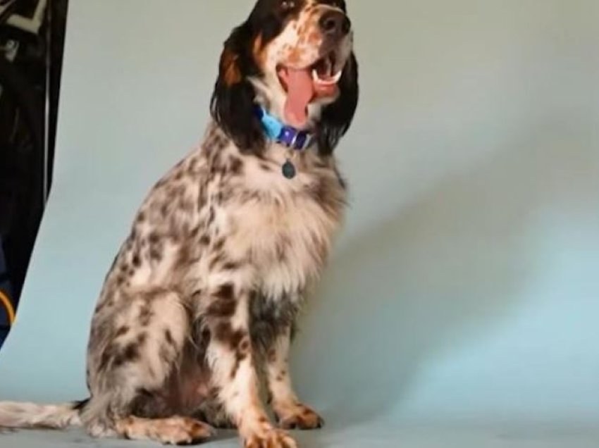 Gjuha e qenit të Arizonës cilësohet si më e gjata në botë nga Rekordet Guinness