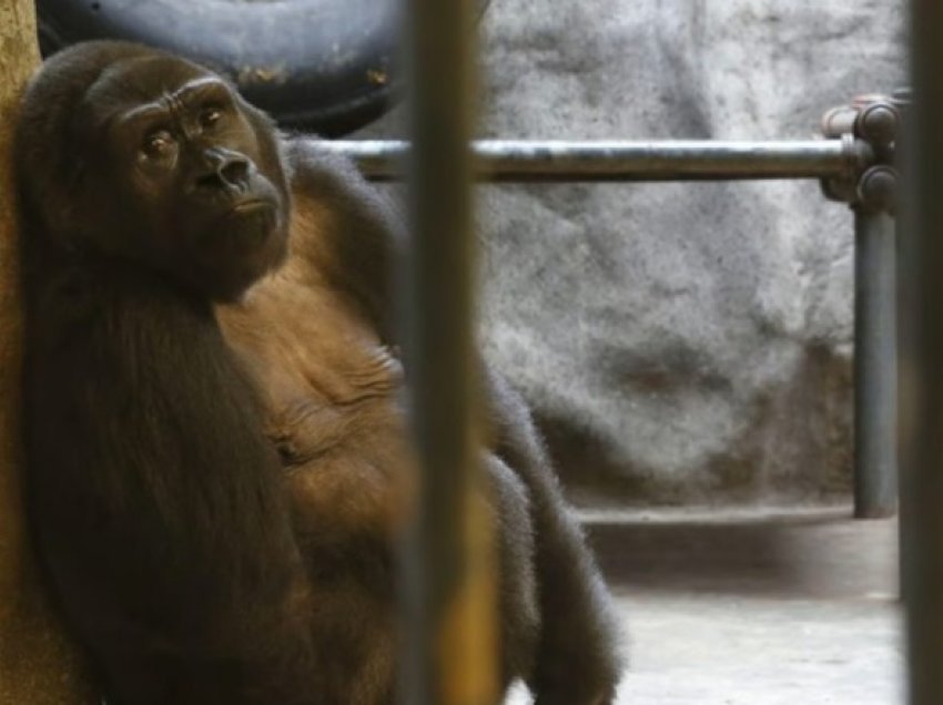 33 vjet e mbyllur në kafazin e një qendre tregtare, gorilla Tajlandë po ngordh nga mërzia