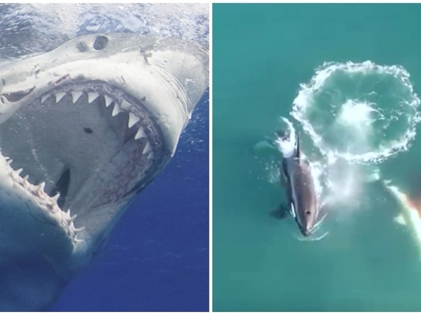 Për herë të parë në botë, filmohet nga ajri momenti kur balenat mishngrënëse vrasin peshkaqenin e madh 