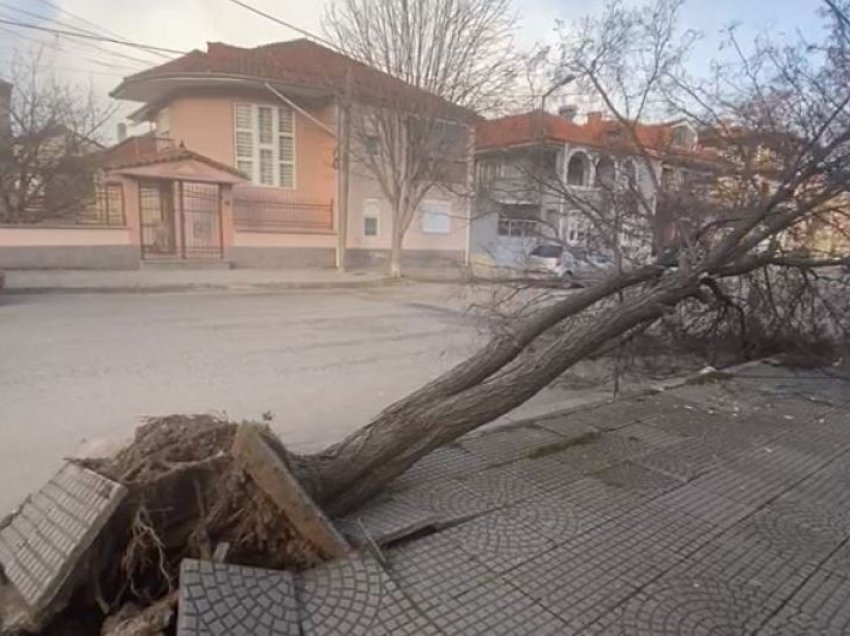 Disa zona mbesin pa energji elektrike në Korçë, era e fortë rrëzon një pemë në qytet
