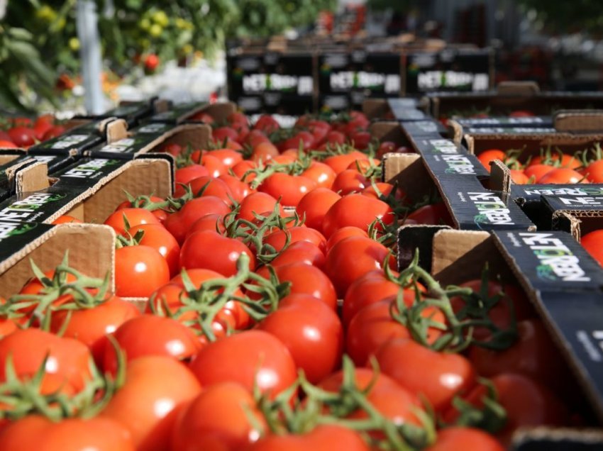 Çmimi i domates vetëm rritet, shkak rënia e prodhimit dhe eksporti