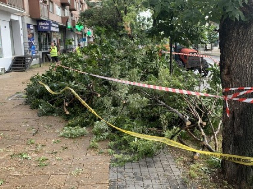 ​Një tjetër lis rrëzohet në Prishtinë, rrezikohen qytetarët