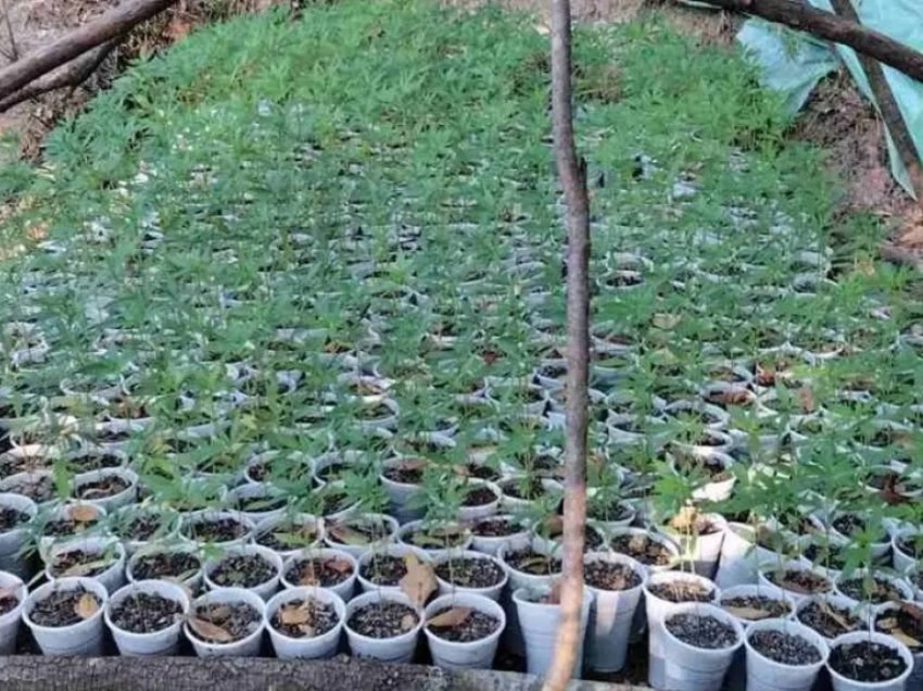 Braktiset plantacioni gjigant i hashashit në kufirin me Shqipërinë, policia greke në kërkim të kultivuesve