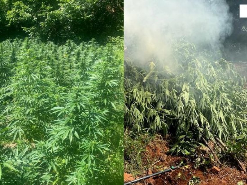 “Alpe të pastra”/ Goditen 6 raste të kultivimit të drogës në Shkodër, asgjësohen mbi 3 mijë bimë