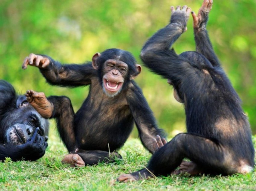 Për çfarë flasin shimpanzetë?