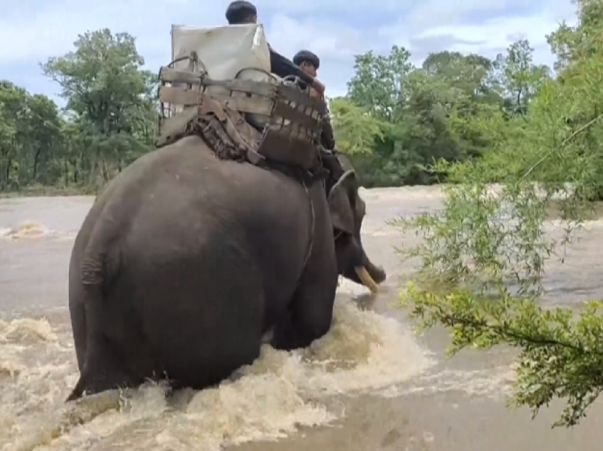 Elefantët transportojnë materialet zgjedhore në xhunglat e largëta të Kamboxhias
