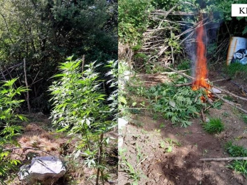 Asgjësohen me anë të djegies 609 bimë kanabis të gjetura në malësinë e Krujës
