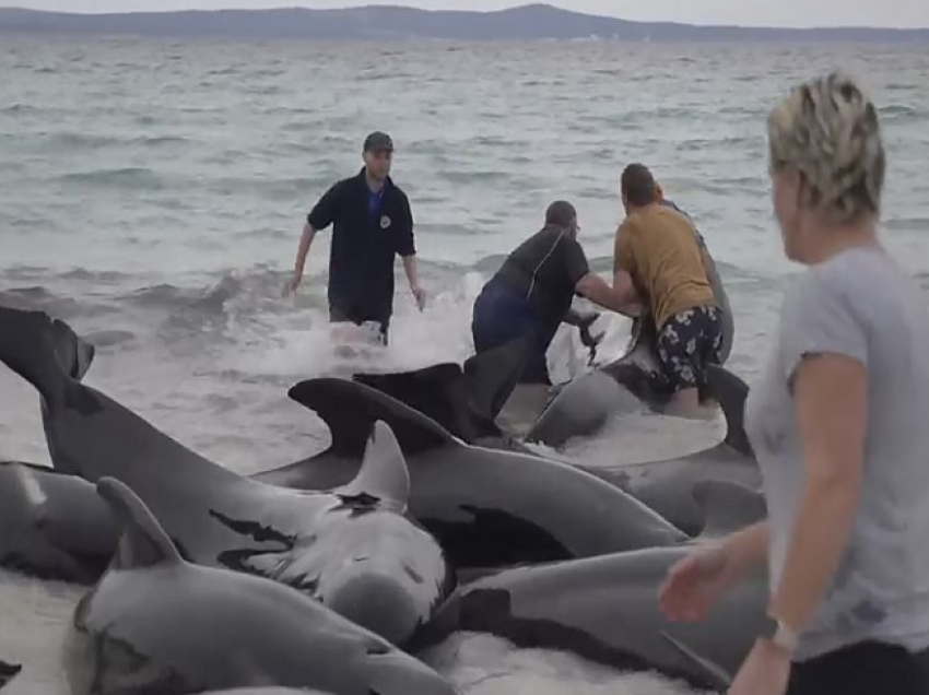 Rreth 100 balena bllokohen në brigjet e Australisë, gjysma e tyre ngordhën pas daljes në breg
