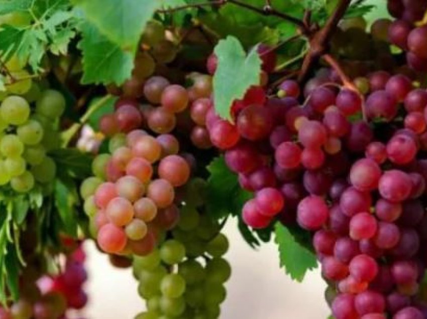 Rrushi i bardhë apo i zi? Cili është më i shëndetshëm për ju