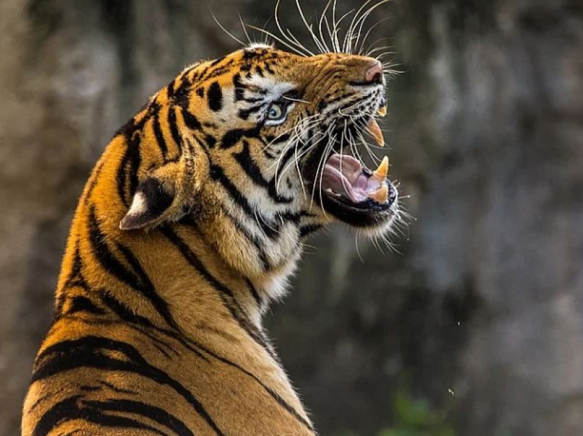 Numri i tigrave po rritet në Indi dhe Bhutan