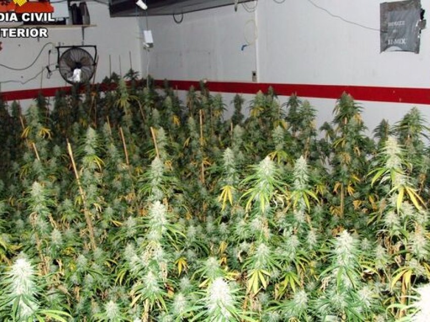 Kapet në një plantacion droge në Spanjë, arrestohet 38-vjeçari shqiptar, sekuestrohen 8000 bimë marijuanë