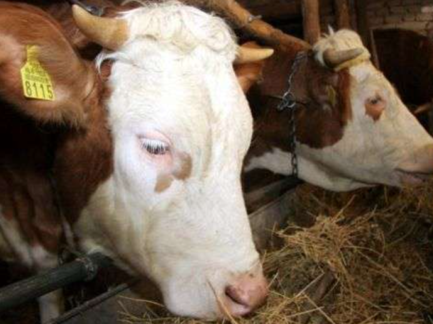 Dëm i madh për familjen Hoti në Gjakovë, hajnat ia vjedhin tre krerë lopë