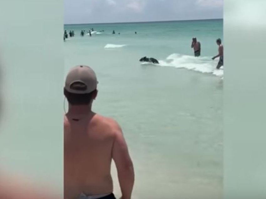Pushuesit në plazhin e Floridës u tronditën kur ariu iu shfaq në ujë