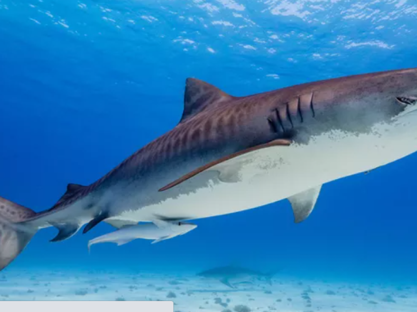 Ekipi i Netflix sulmohet nga peshkaqenët gjatë xhirimit të një dokumentari