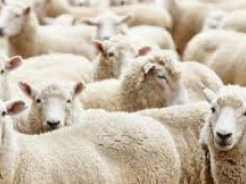 Kontrabandë me kafshë në Istog – policia gjen 21 krerë dele të pa matrikuluara