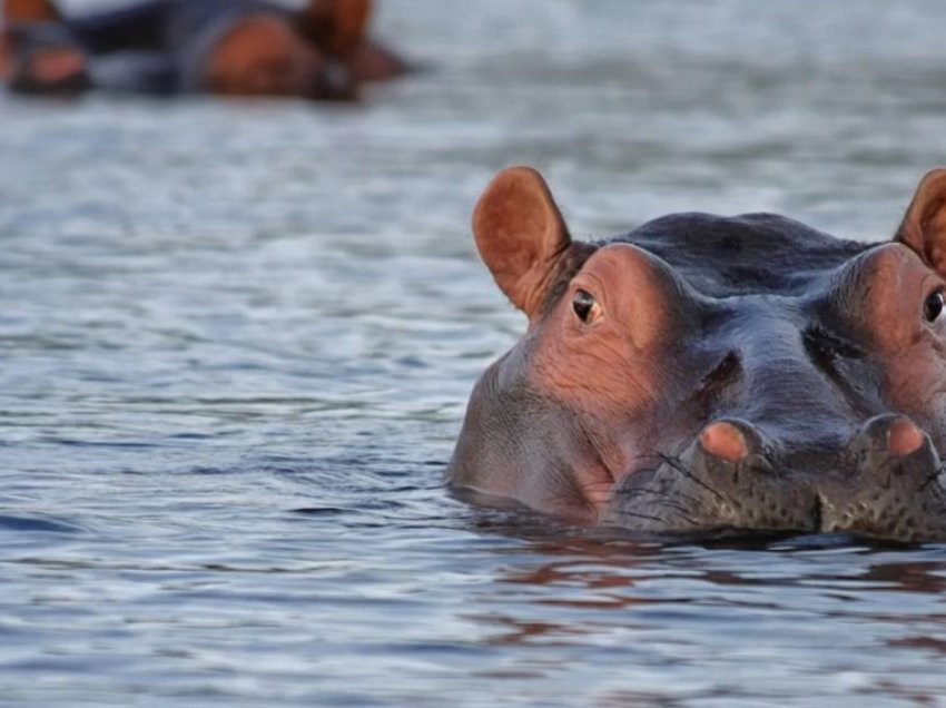 Pse hipopotamët djersitin “djersë të përgjakshme”