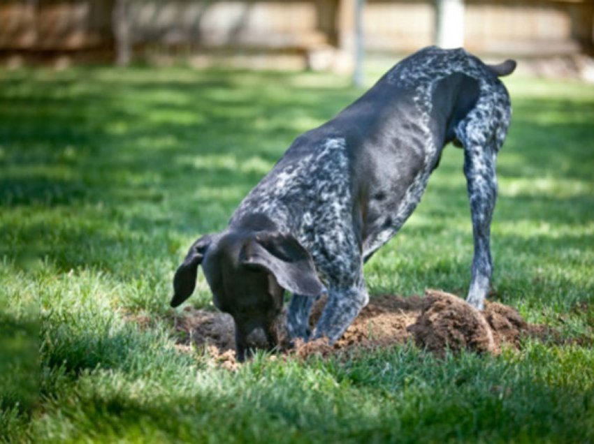 Përse qentë bëjnë gropa në tokë