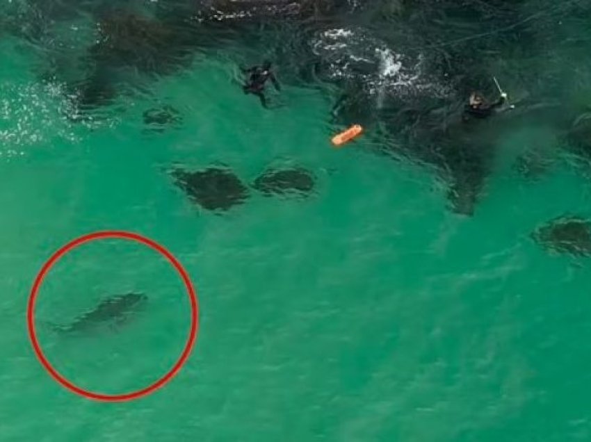 Zhytësit as që ishin në dijeni që pas u ishte vënë një peshkaqen, roja i plazhit në Australi i alarmon – i shpëtojnë më të keqes