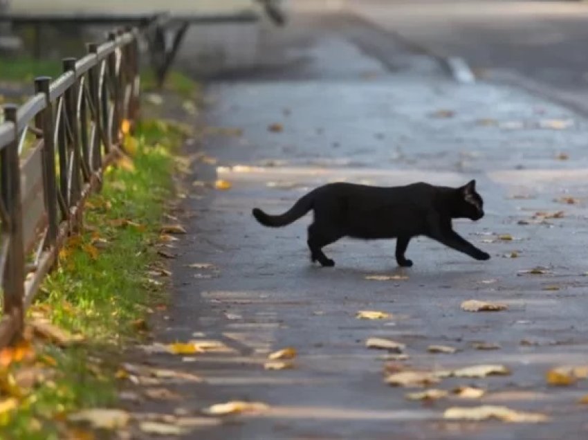 Mit apo e vërtetë, a tërheqin fatin e keq macet e zeza?