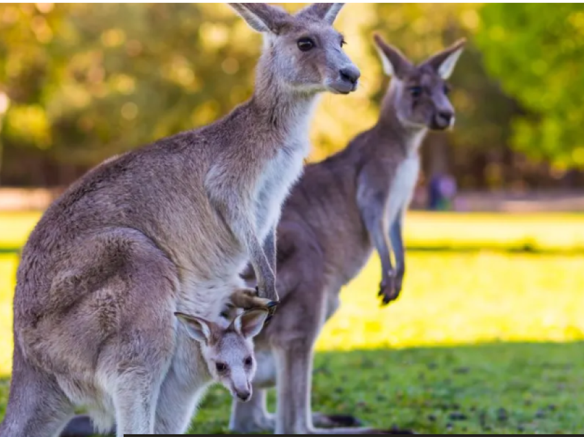 Australia i thotë “Po” vrasjes së kangurëve për t’i shpëtuar nga uria