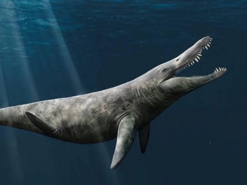 Zbulohet madhësia e gjigantit detar, pas zbulimit të fosileve