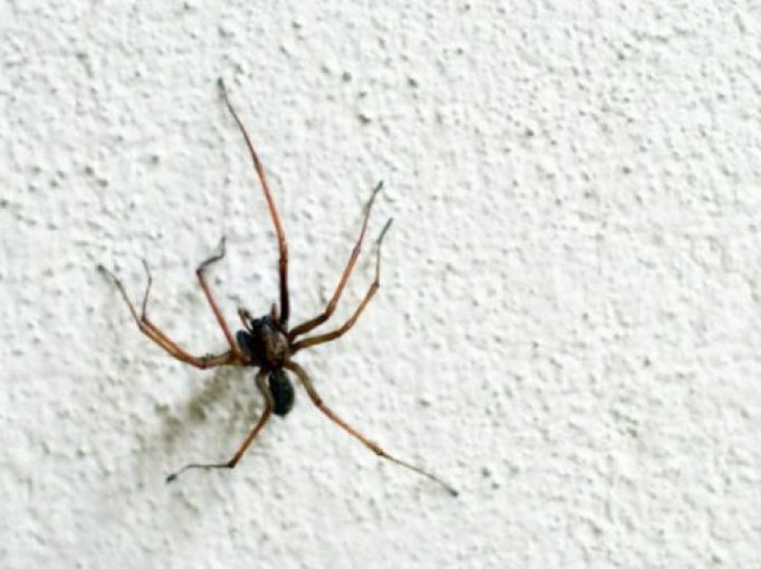 Pse nuk duhet t’i vrisni kurrë merimangat në shtëpi
