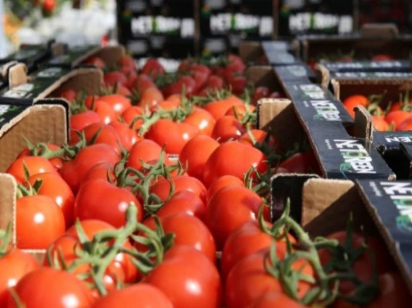 BE-ja kthen mbrapsht domaten shqiptare, çmimi për kg në Shqipëri bie deri në 18 cent