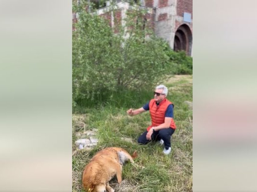 Vritet me armë zjarri një qen në qendër të Prishtinës, Arianit Koci publikon pamjet e rënda
